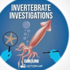 解剖模拟器 无脊椎动物 - Dissection Simulator: Invertebrate Edition VR游戏封面