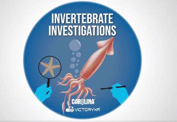 解剖模拟器 无脊椎动物 - Dissection Simulator: Invertebrate Edition VR游戏封面